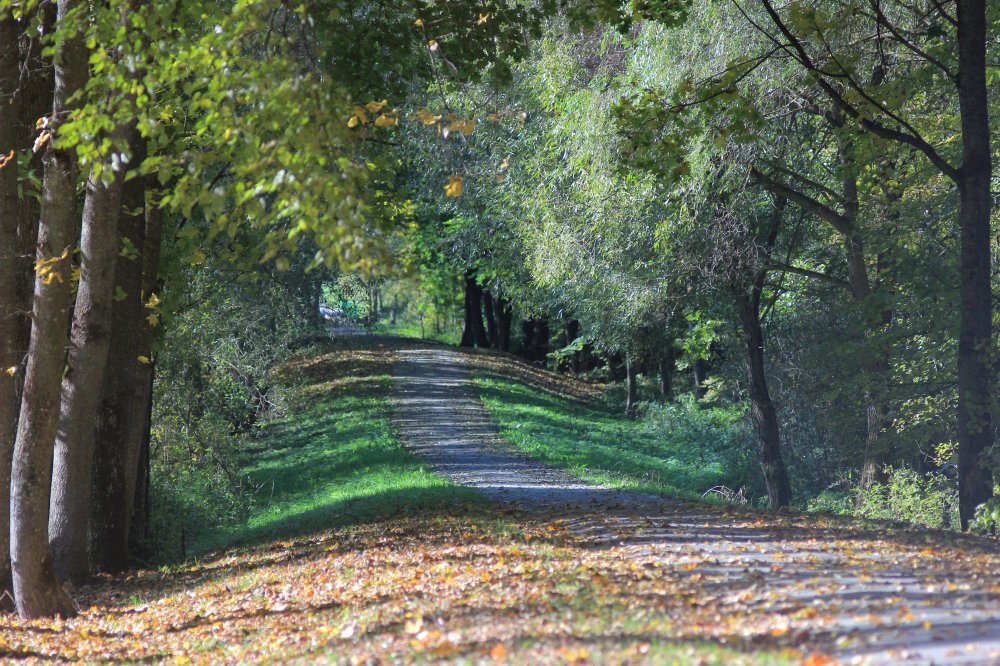 Чашин курган